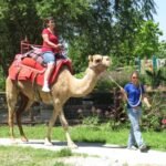 Camel Rides St Louis