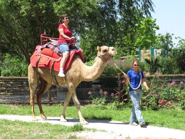 Camel Rides St Louis