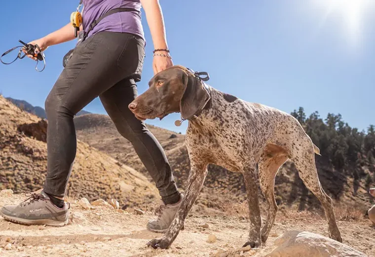off-leash dog training