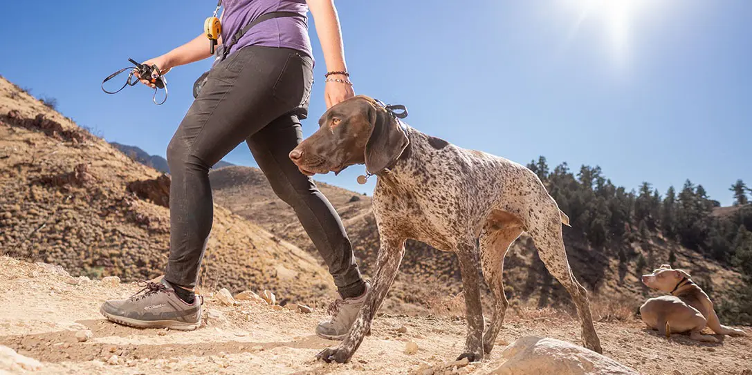 off-leash dog training